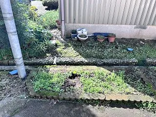 2026年アサガオ観察日記-20（最終回…