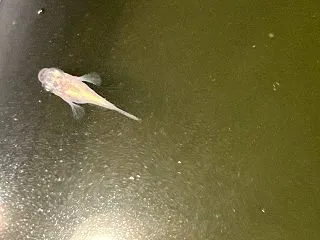 三色ヒレ長ショート