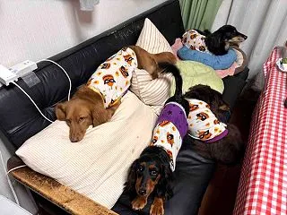 飼い主の座るスペースがない。