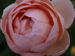 ヘリテージ ニューウェーブ 真珠貝