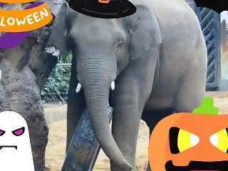 アルン6歳おめでとう！