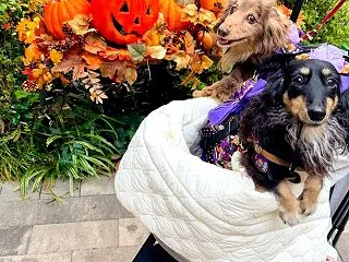 ご褒美ハロウィン❤️