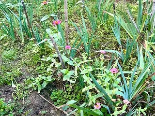 10月下旬 自然開花し落花した百日草種子…