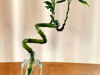 スパイラルバンブー〓️観察