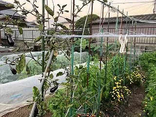 ナスの終わりが近づく！大根アスパラ菜の収…