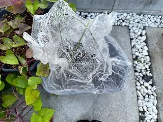 はつかだいこん、無事発芽