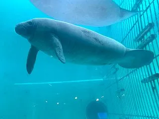 第15回 湊酒田つや姫ハーフマラソン大会