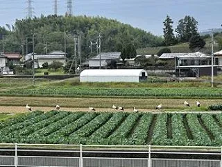 コウノトリがやって来た！