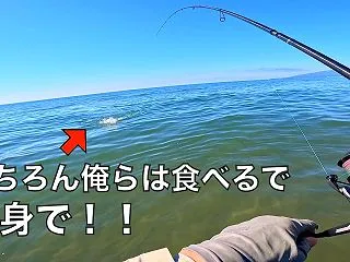 釣り人が嫌う「臭い魚」が釣れたので、料理…