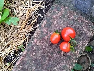 収穫
