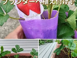 いちご栽培の再スタート！！【章姫】という…