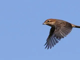 野鳥写真：モズ飛翔｜メスは地味め
