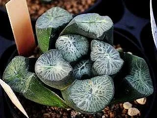 万象類と交配種や白花系リトープスとカリキ…
