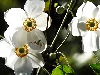 シュウメイギク（秋明菊）