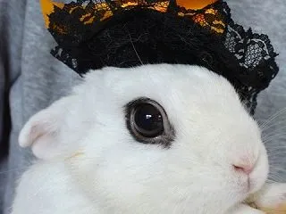 ハロウィンコスプレいたしました！＆お迎え…