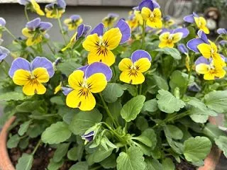 ビオラ🌼