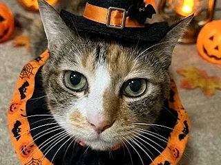 ハッピーハロウィン！