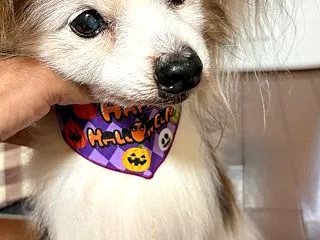 ハロウィン (#^.^#)