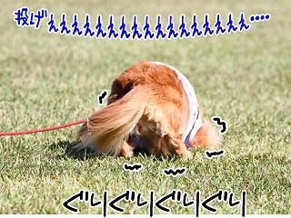 頭がもげるほどにゴロスリが好き？