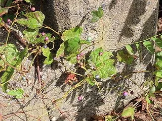 テリハノブドウの果実