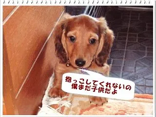 戻ってきたマイブログ！息子のルルやロンよ…