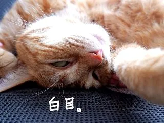 そのまま熟睡する、くるみ。