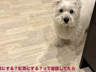 紅茶ん