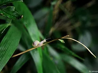 カタツムリ
