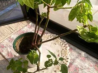 今日のポインセチア 短日処理を始めて1ヵ…