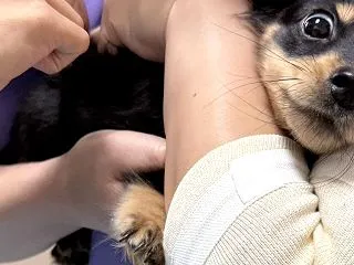 ルルアちゃん55日目 & 狂犬病…