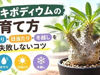 パキポディウムの育て方｜水やり・日当たり…