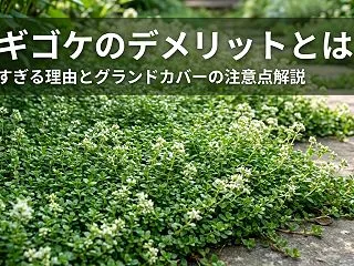サギゴケのデメリットとは？増えすぎる理由…