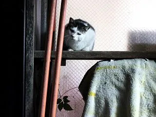 ごはんの待機場所