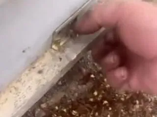 【動画】スズメバチにミツバチを襲われた養…