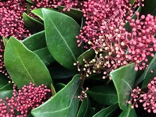 【誕生花】10月31日 シキミアの花言葉