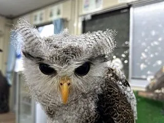 雪＆来月の営業について🦉❄️✨