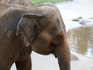【永久機関】かみね動物園で「放飼場で育っ…