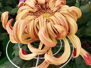 菊花展７日目