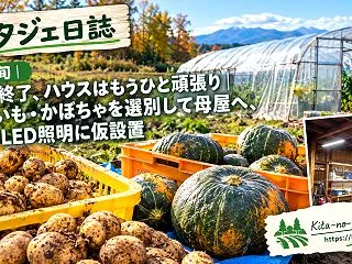 【ポタジェ日誌】10月下旬｜路地は終了、…
