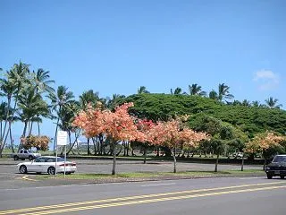 ハワイ島フォト日記 車で走り抜けるには勿…