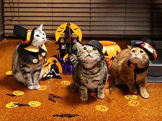 ハロウィン担当は