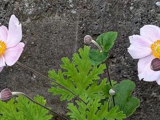 貴船菊