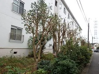 金木犀なぜか下には白きボケ／南天の実はま…