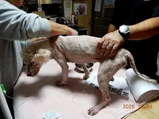 愛犬「こゆき」逝く