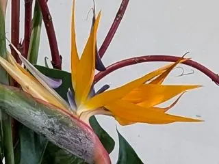 立川市民文化フェスティバル生け花展示