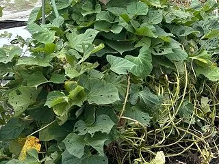 ツル苗を挿してから150日、サツマイモの…