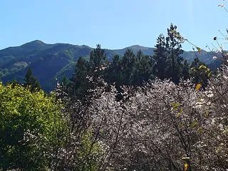 【城峯公園】冬桜🌸 埼玉県児玉郡神川町 …
