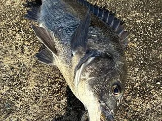 寒くなってもチヌトップ！