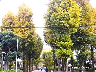 GP外周の街路樹「モミジバフウ」が紅葉の…