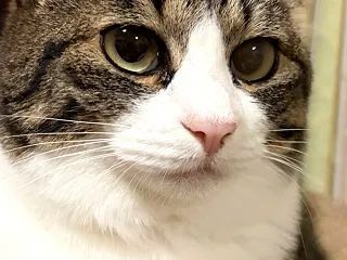 【あずとら日記】ここからおかえり*